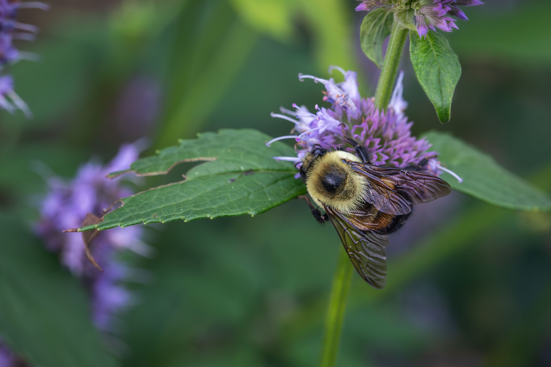 Brown-belted Bumblebee, (Bombus griseocollis), Abejorro de cinturón café, Bourdon à Ceinture Brune, Bombini, Apidae, Hymenoptera.
